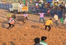 ராசிபுரம் அருகே மங்களபுரம் அருகே மாவட்ட நிர்வாகம் அனுமதியுடன் ஜல்லிக்கட்டு போட்டி – கே.ஆர்.என்.ராஜேஸ்குமார் எம்பி., துவக்கி வைத்தார்