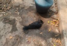 பூசாரிபாளையம் கிராமத்தில் தொடரும் காகம் இறப்பு – பொதுமக்கள் அச்சம்